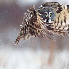 Owl Flight