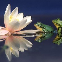 Water Lily & Edible Frogs