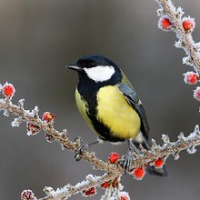 Great Tit Bird On Frosty Berries
