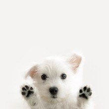 Cute Dog Paws