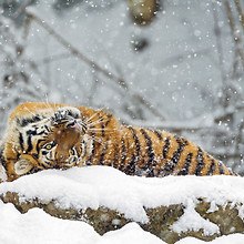 Siberian Tiger Snow