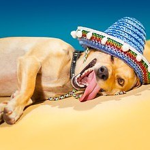 Funny Mexican Dog