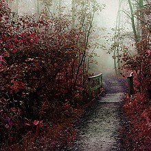 Quiet Autumn Path