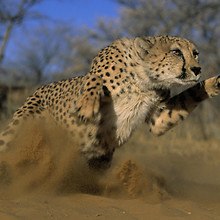Running Leopard