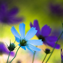 Blue And Purple Flowers