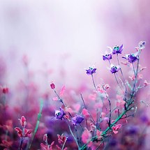 Beautiful Lilac Flowers