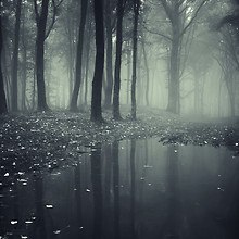 Dark Wet Forest