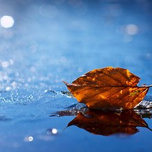 Orange Autumn Leaf In Water