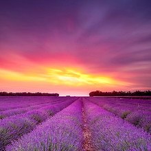Stunning Lavender Fields