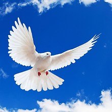 Beautiful White Dove