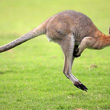Kangaroo Hop