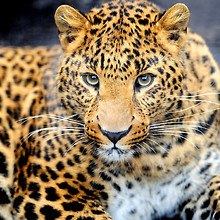 Leopard Watch
