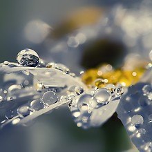 Macro Water Droplets On Flower