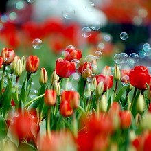 Tulip Bubbles
