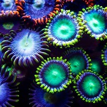 Underwater Neon Coral