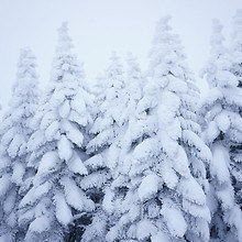 Snow Pine Trees