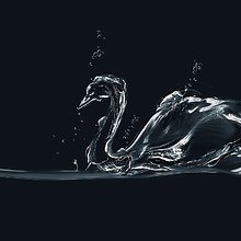 Fluid Swan