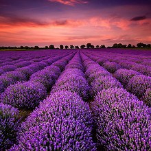 Gorgeous Lavender Fields