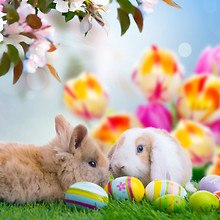 Cute Easter Bunnies