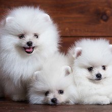 Cute White Pomeranian Puppies