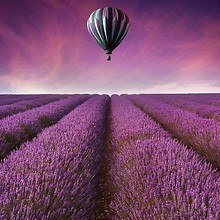 Hot Air Balloon Lavender Field