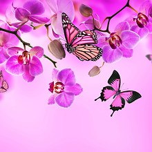 Butterflies And Orchids