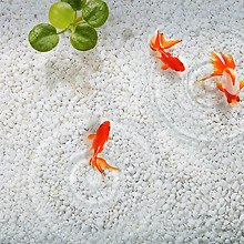 Goldfish In Water