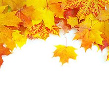 Autumn Leaves On White Background