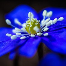 Blue Flower Macro