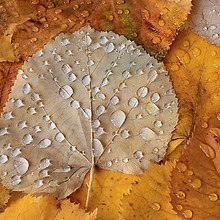 Autumn Leaf Water Droplets