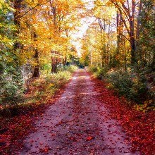 Red Autumn Road