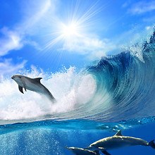 Surfing Dolphin