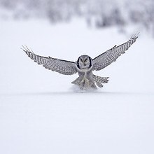 Falcon In The Snow