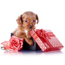 Puppy Gifts