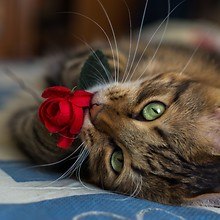 Rose Cat