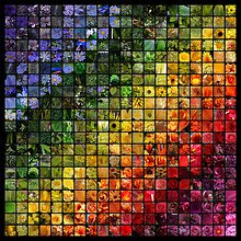 Colorful Flower Mosaic
