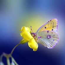 Stunning Butterfly Macro