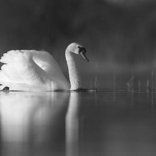 Black And White Swan