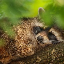 Raccoon Sleeping