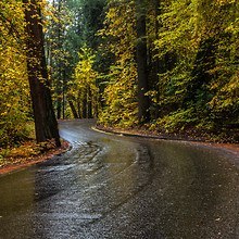 Wet Forest Road