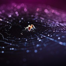 Spider Macro Web