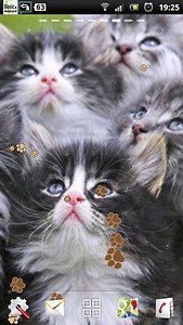Kitten Live Wallpaper