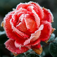 Macro Frozen Rose