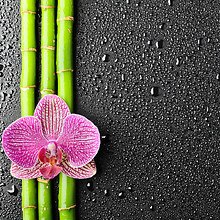 Orchid On Bamboo