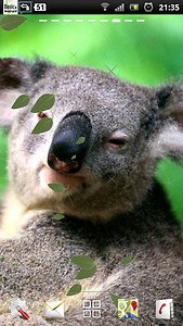 Koala Live Wallpaper