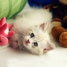 Playful Kitten