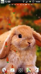 Rabbit Live Wallpaper