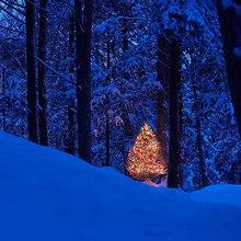 Christmas Tree In The Forest