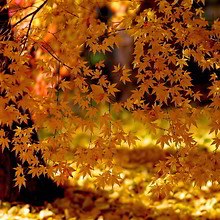 Yellow Leaves Of Autumn