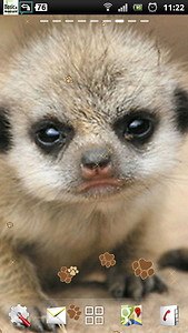 Baby Meerkat Live Wallpaper
